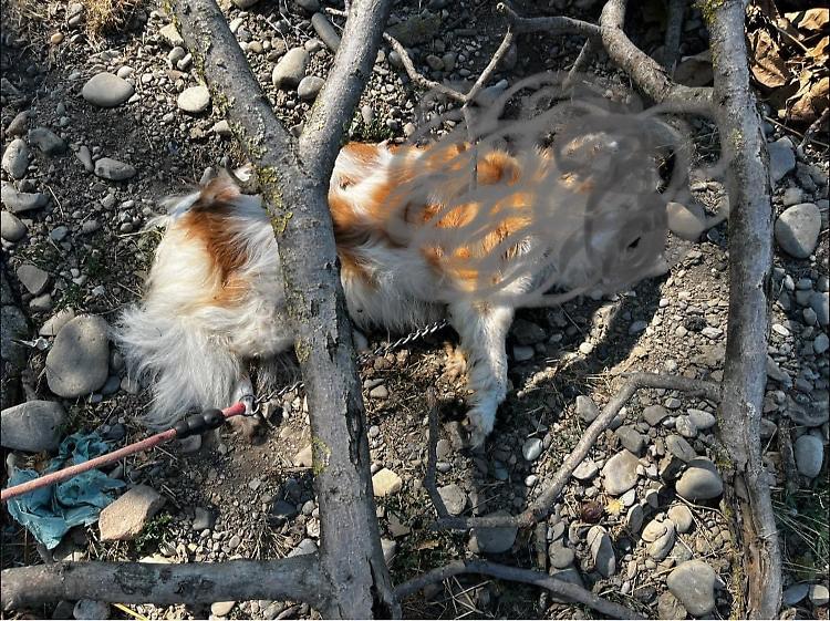 Morto un cane legato al ramo di un albero, indagano carabinieri ed Enpa