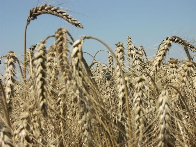 Crédit Agricole Italia e Confagricoltura, importante plafond per fronteggiare siccità e rincari energetici