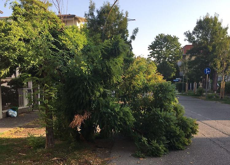 Maltempo, ancora piante cadute per il vento: attenzione in via Serio