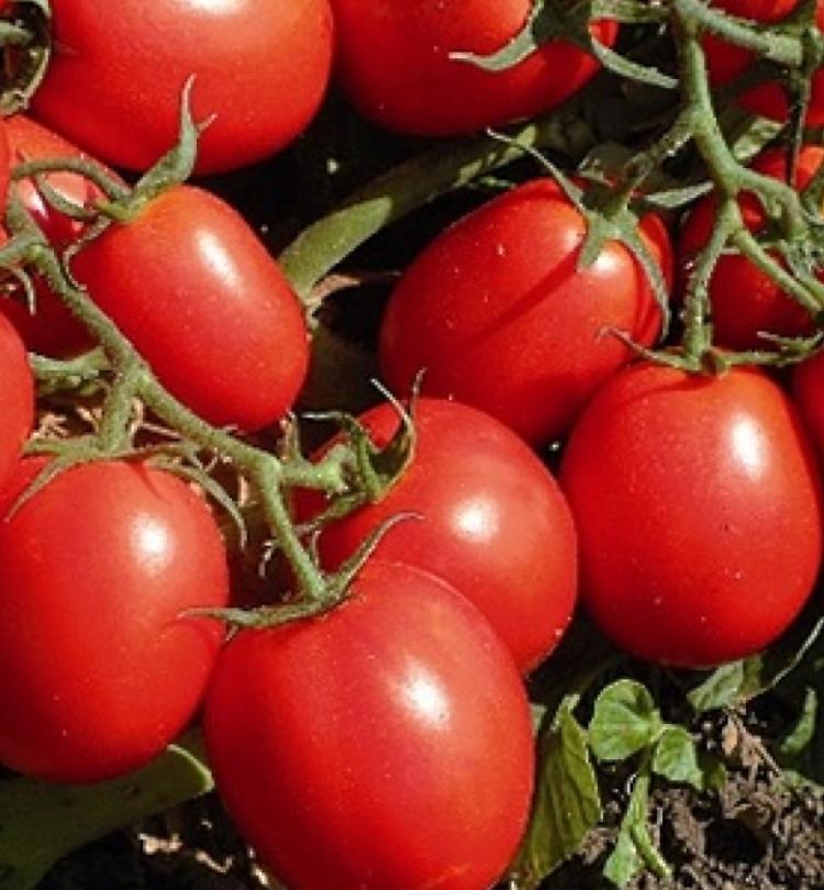 Pomodoro, rese in calo del 15%. Il prezzo della grande siccità