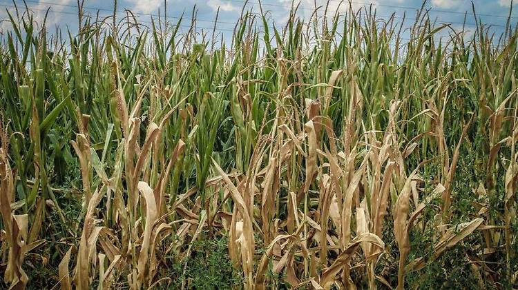 Siccità, l'assessore lombardo Rolfi: calano mais, uva, fieno e olio