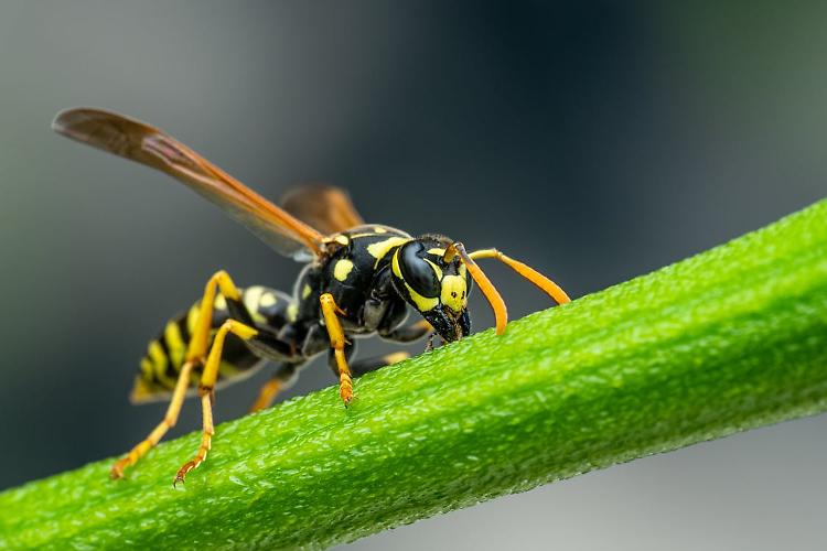 Punto dalla vespa, reazione allergica