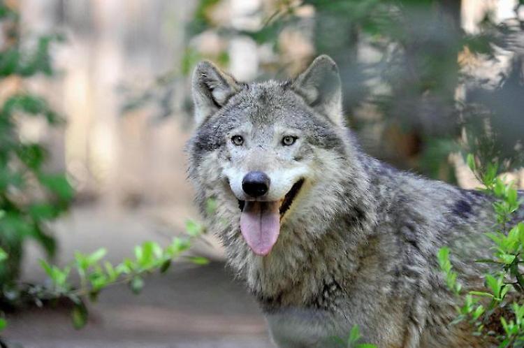 Un lupo nel cortile, sale la paura