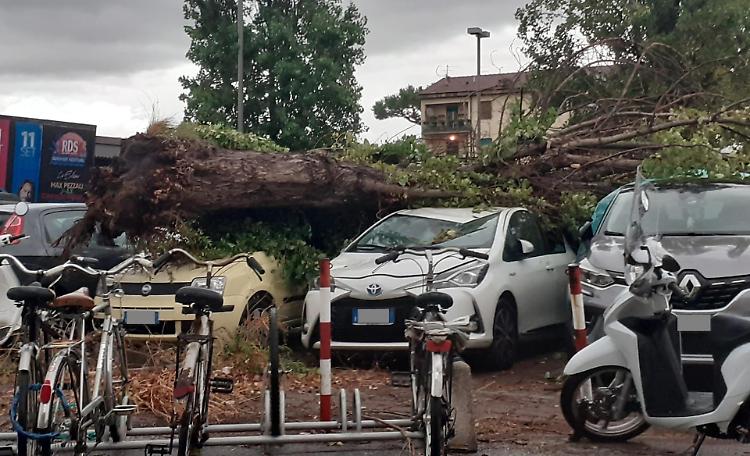 Muore travolta da un albero per salvare una senzatetto