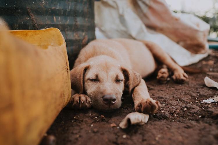 Cane morto in strada, dagli animalisti taglia di 2mila euro