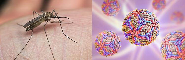 «Il West Nile fa paura»: allerta alta