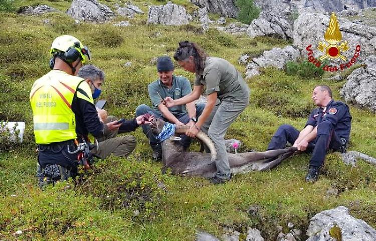 Trovato morto lo stambecco salvato da scatoletta tonno