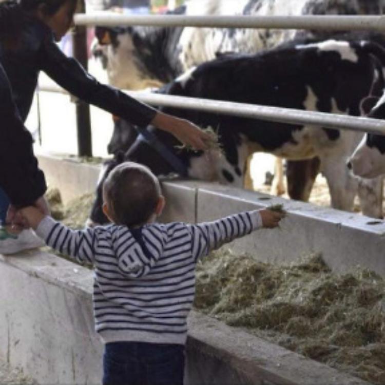 Travasi e laboratorio culinario per bambini a Cà de Alemanni