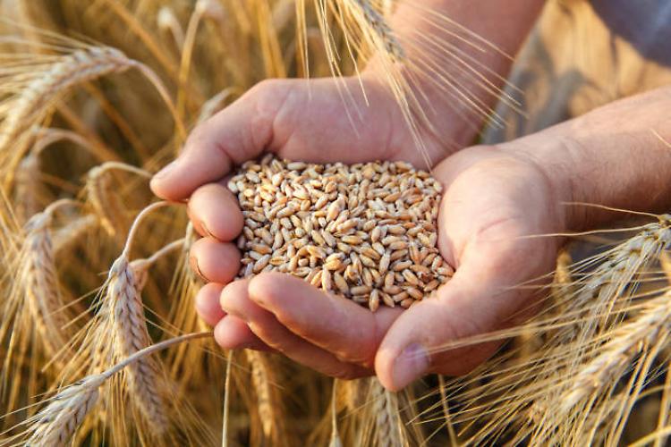 Ucraina, Giansanti: quotazione del grano in calo