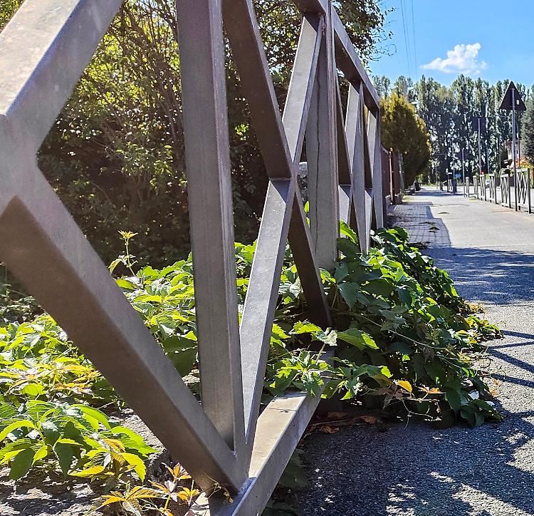 Ciclabili dimenticata, una giungla in via Bramante. Il Comune: «Interverremo»