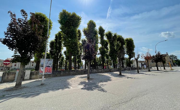 «Aceri morti, manca il parere dell’esperto»