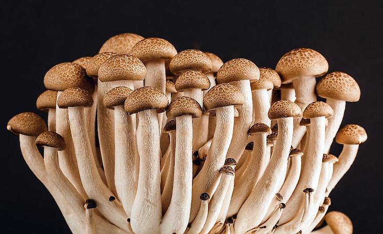 Funghi, raccolta e consumazione in sicurezza: esperti in campo