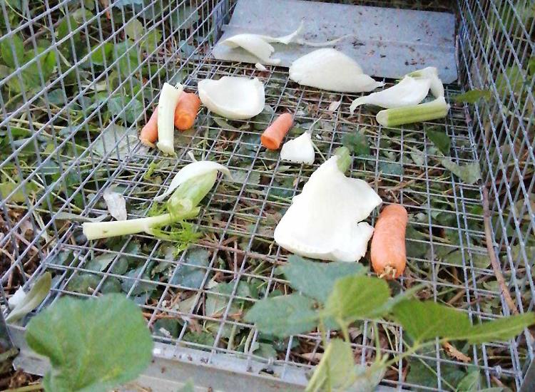 Nutrie, guerra «dolce» cin la sterilizzazione