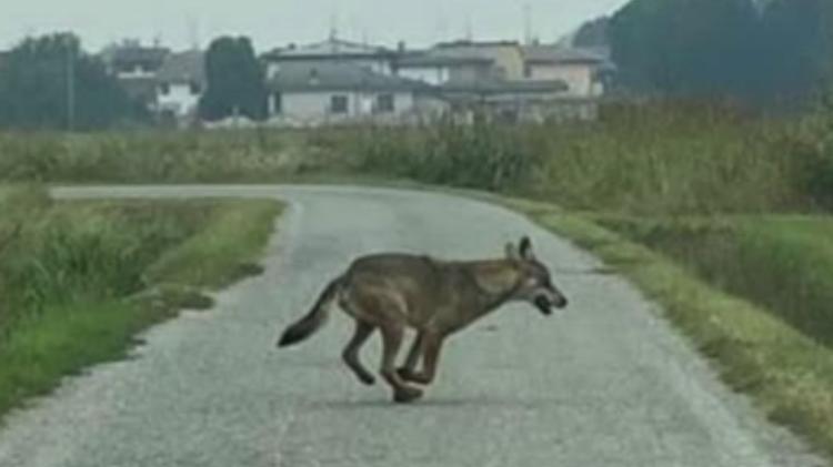 Lupo avvistato a Bolzone, il sindaco: «Nulla da temere»