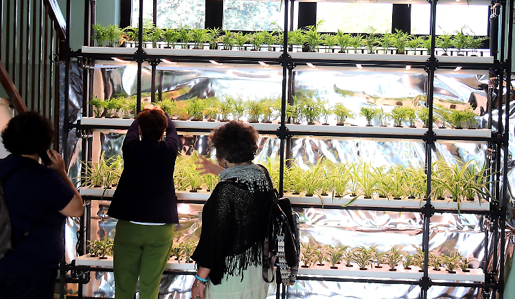 Scuola sempre più ecologica grazie alla serra idroponica