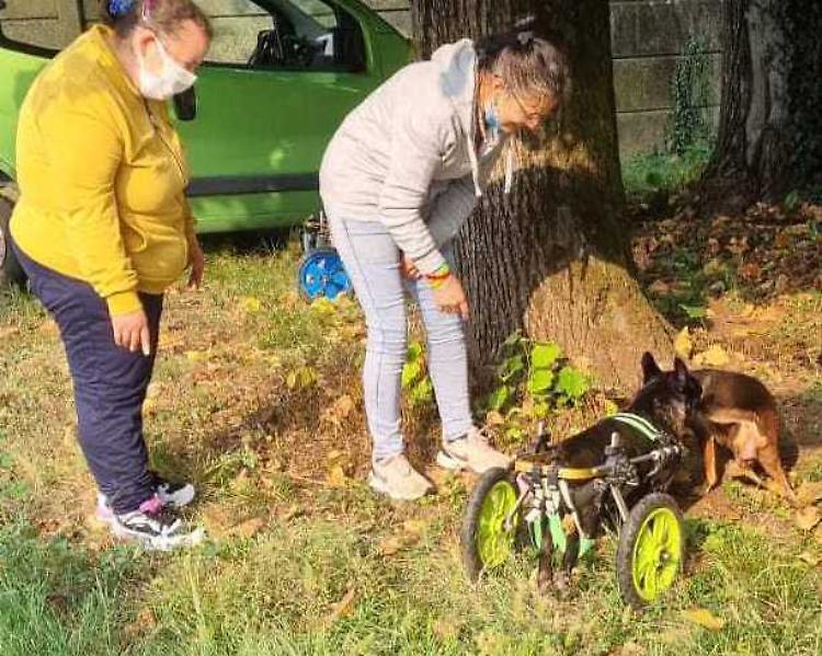 Anffas, i cani con disabilità coccolano i ragazzi "fragili"