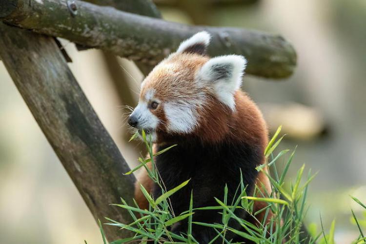 In 50 anni distrutto il 69% della fauna selvatica al mondo