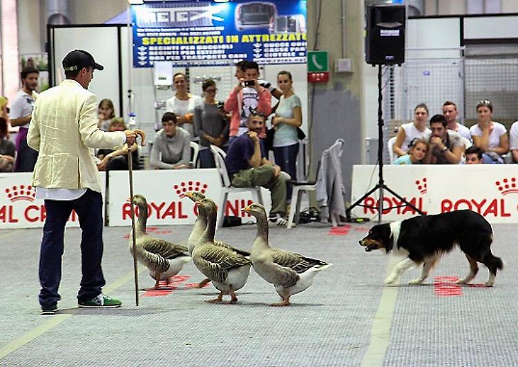 Petsfestival 2022 pronta al gran debutto