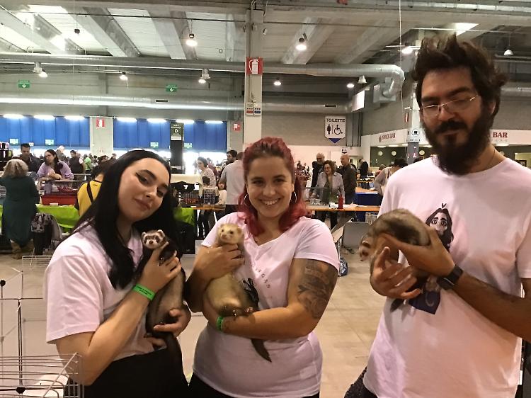 Petsfestival, 