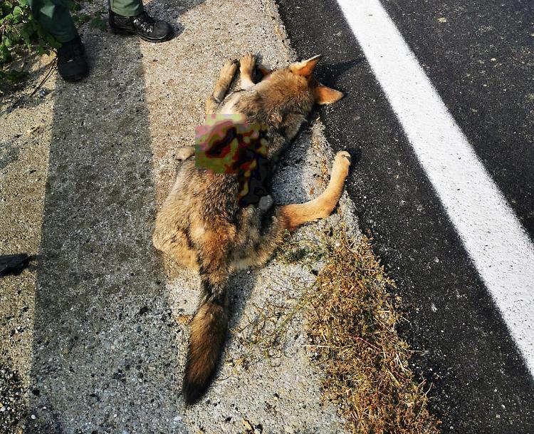 Presunto lupo investisto e ucciso lungo la via Giuseppina