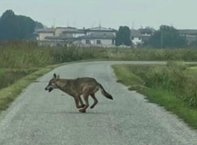  Faccia a faccia con il lupo: avvistato nel cortile di una cascina