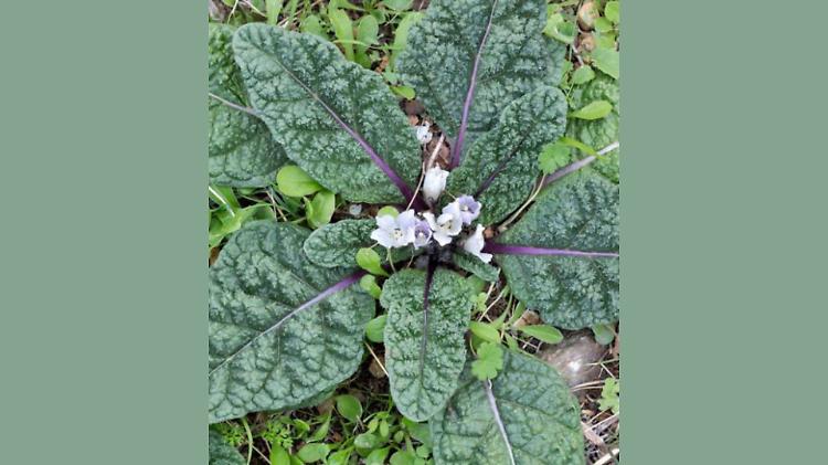 Sos mandragora: &laquo;Quella pianta &egrave; tossica e si confonde con gli spinaci&raquo;