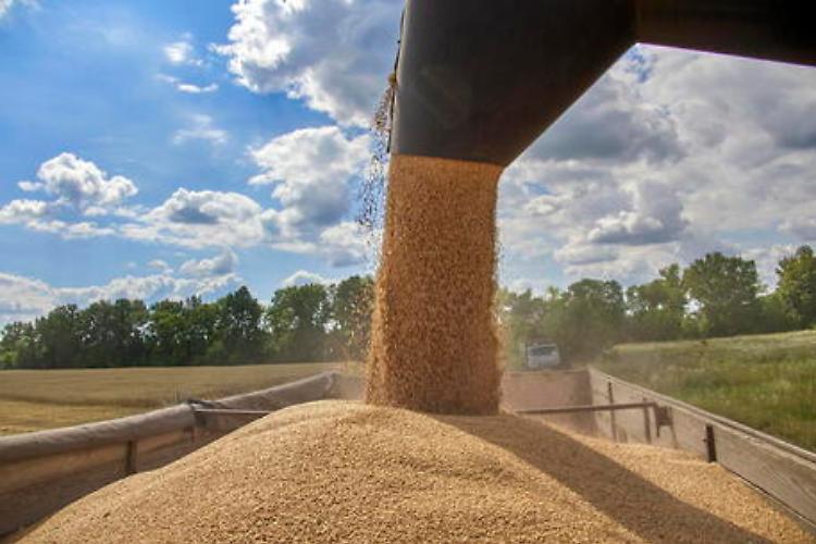 Grano, Giansanti: "Fondamentale l'accordo sull'export dall'Ucraina"