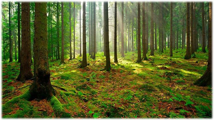 Giornata mondiale degli alberi: "Una risorsa fondamentale per il pianeta e l'umanità"