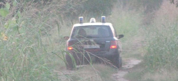 Il giallo delle vacche uccise. Resta aperta la pista di lupi o cani selvatici