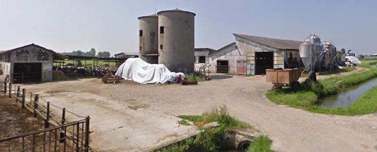 Vacche sgozzate: è caccia serrata al maniaco