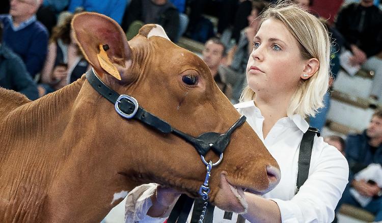 Fiere Zootecniche Internazionali, la 77esima edizione al via