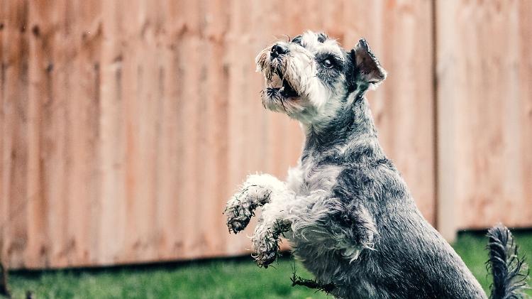 Aggredito dal suo cane: gli stacca un pollice a morsi