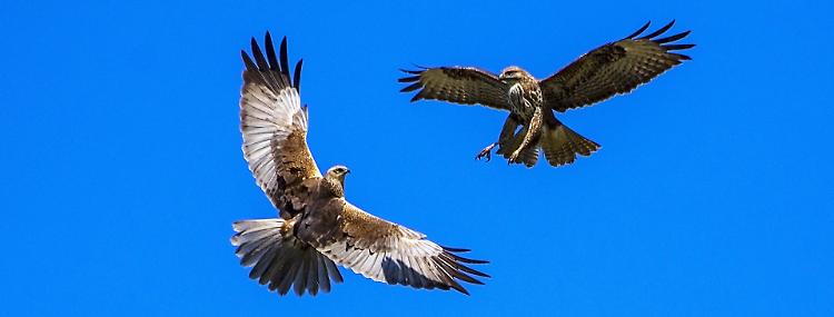 Fotocontest, lotta aerea nei cieli di Crema