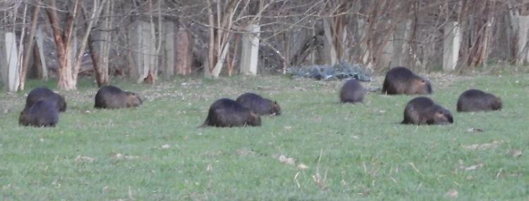 Nutrie e ratti invadono il giardino delle Murie