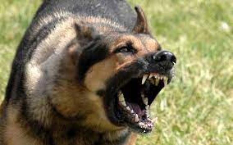 Pastore tedesco aggredisce e uccide un cane maltese: terzo caso nelle ultime settimane