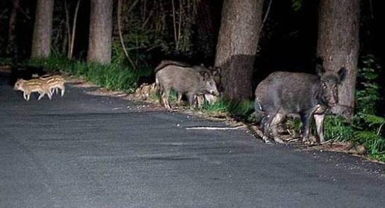 Cinghiali, niente doppiette almeno fino alla primavera