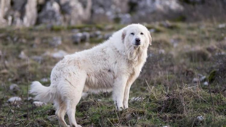 Ritrova cane scomparso sui monti dopo 4 mesi