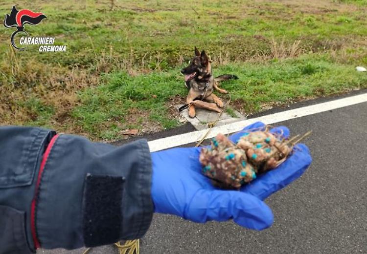 Bocconi killer rinvenuti lungo la pista ciclabile per Offanengo