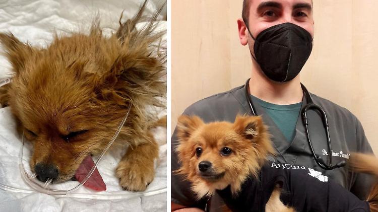 Sushi, cagnolina sbranata e salvata: è il «miracolo» di Natale