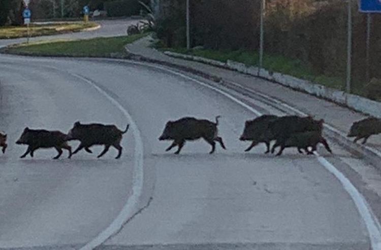 Fauna selvatica: abbattuti due cinghiali ogni settimana