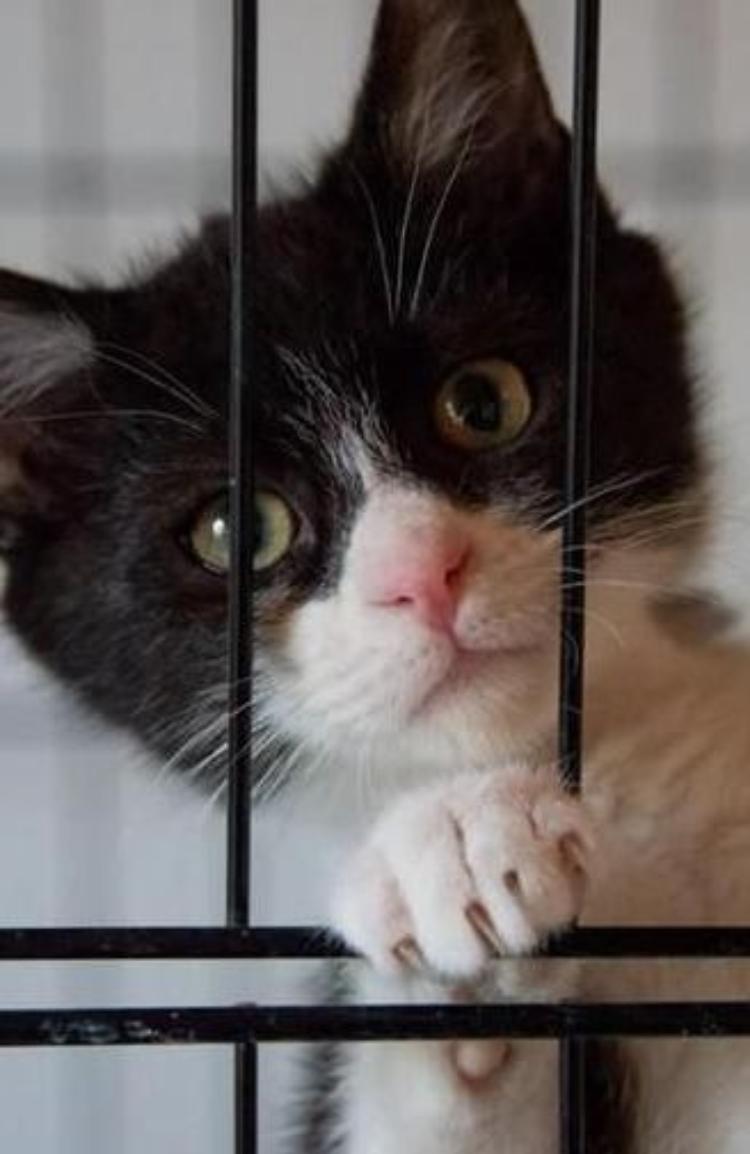 Niente data per il gattile