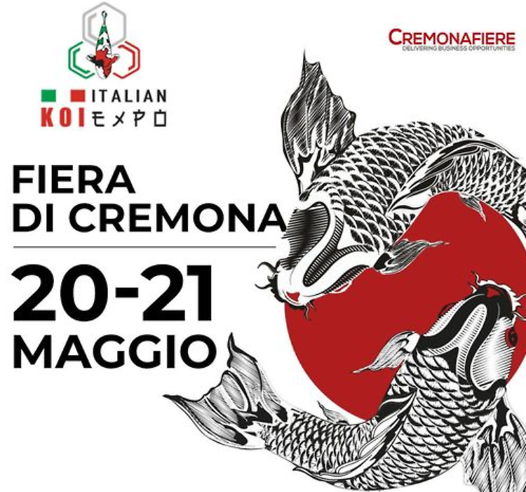  Torna a CremonaFiere l’unico campionato internazionale di carpe giapponesi 