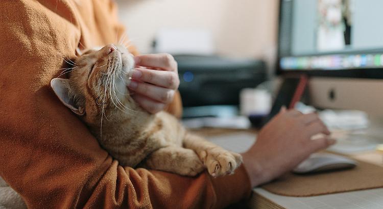 Giornata del Gatto, tutti i passi per diventare amici del felino 'da famiglia'