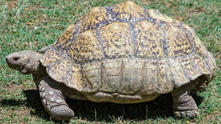 Tartaruga scomparsa, filmato il «rapitore»