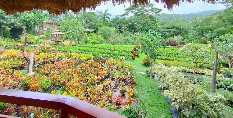 Natura, una foresta aziendale «per sostenere l’ambiente»Il progetto verde di fabbricadigitale in Camerun, Colombia, Ecuador, Ghana, Kenya, Malawi e Tanzania
