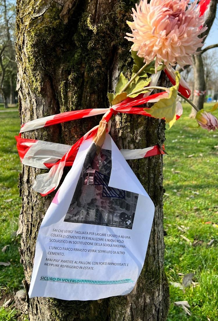 Nuovo polo scolastico: «Nessuno tocchi quegli alberi»
