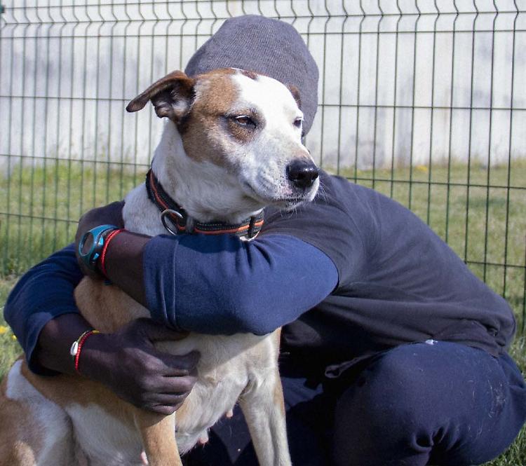 Carcere aperto: i cani al fianco dei detenuti