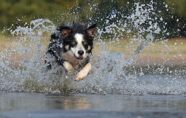Cane che morse due anziani scappa di nuovo di casa