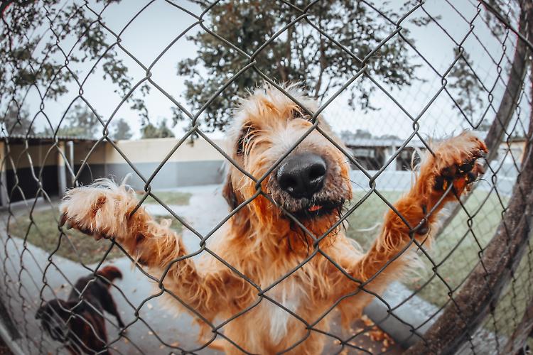 Cani abbandonati in strada: «Una piaga sempre aperta»