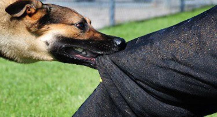 Aggredito da un grosso cane in una cascina